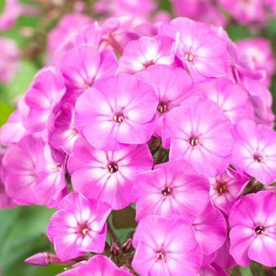 Phlox paniculata 'Famous Light Purple'